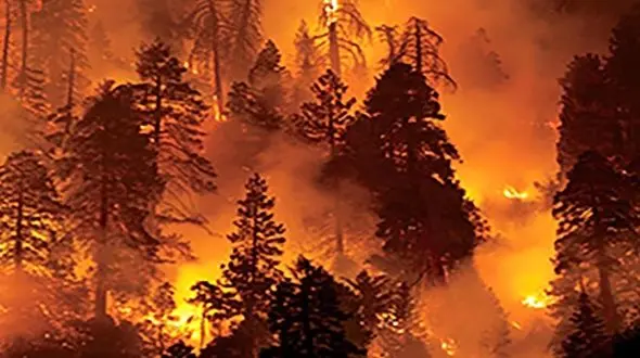 کالیفرنیا خاکستر شد + فیلم 