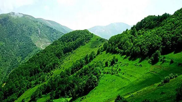 قدیمی ترین اعلامیه فروش درخت در ایران ! + سند