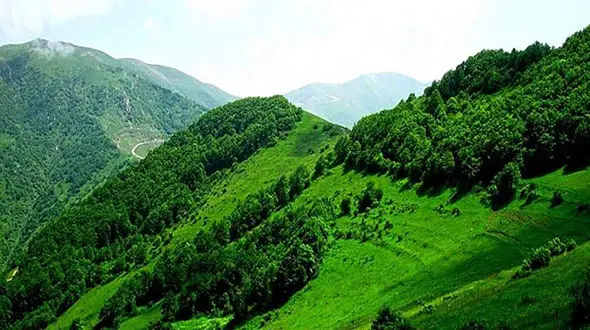 قدیمی ترین اعلامیه فروش درخت در ایران ! + سند