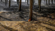 اطفاء کامل حریق جنگل های رودبار /۴۰ هکتار اراضی جنگلی طعمه آتش شد