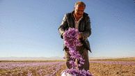 Farmers harvesting ‘red gold’ in northeast Iran 