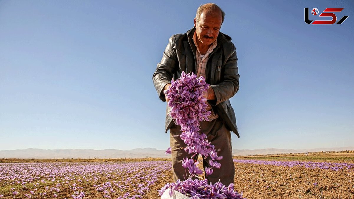 Farmers harvesting ‘red gold’ in northeast Iran 