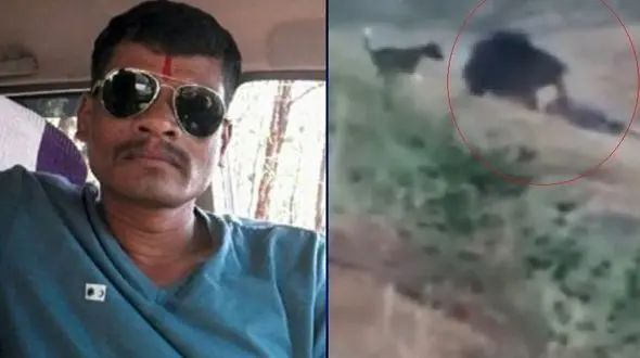 سلفی مرگبار با خرس زخمی + عکس