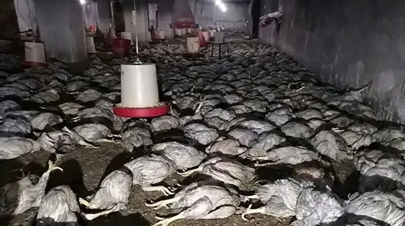 زنده زنده کباب شدن 6 هزار مرغ در مهاباد

