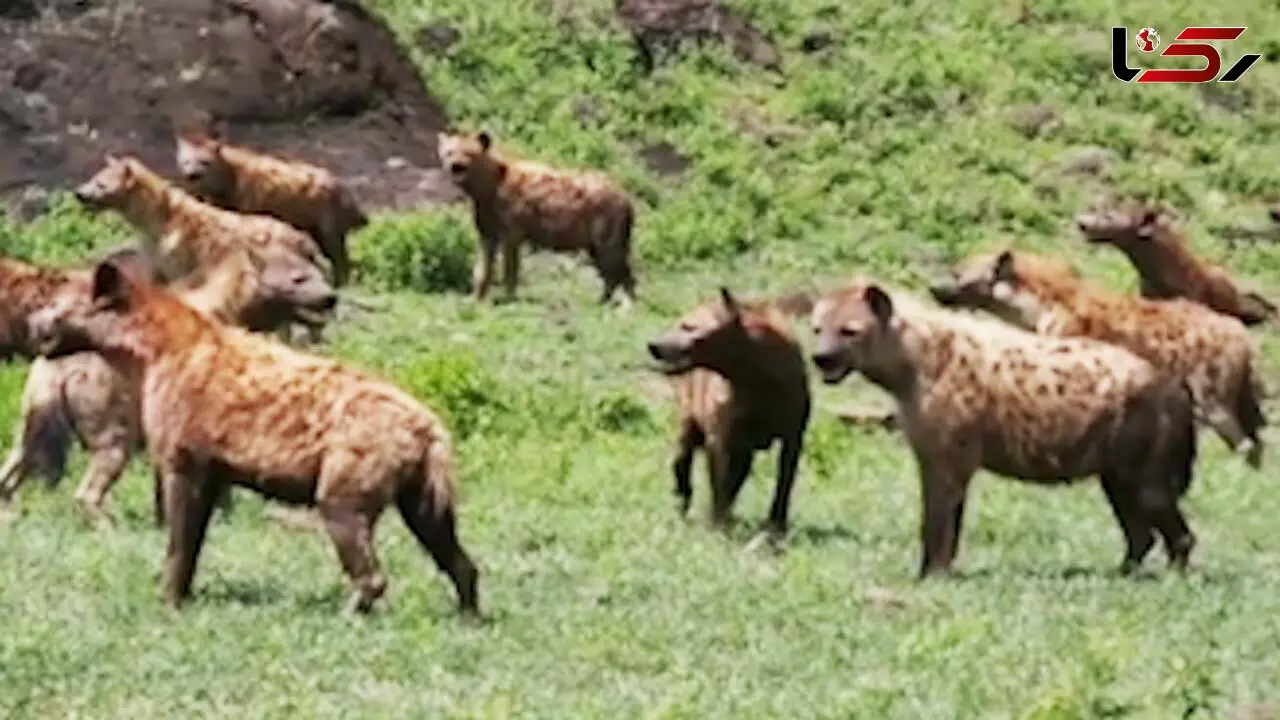 حمله شیر به گله کفتار + فیلم