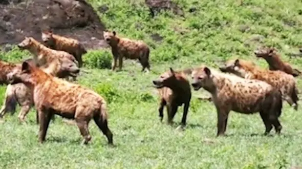 حمله شیر به گله کفتار + فیلم