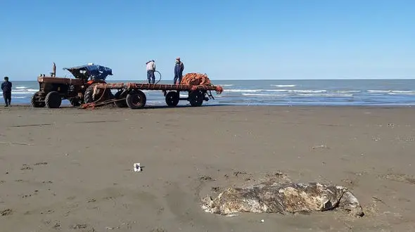 عکس / کشف لاشه فک خزری در ساحل فریدون‌کنار  