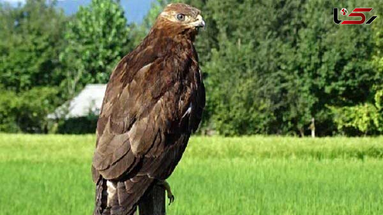 عقاب طلایی مصدوم به محیط زیست گرگان تحویل داده شد