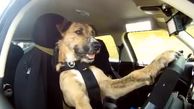 رانندگی واقعی یک سگ !+ فیلم دیدنی