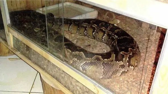 خانه این مرد در قلهک پر از مارهای سمی و آدم خوار است + عکس 