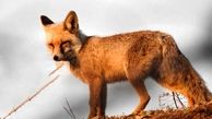 دستگیری شکارچیان روباه و خرگوش در زنجان