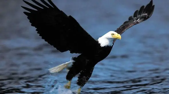 عجیب ترین و جذاب ترین فیلم از شکار عقاب ! / اردک ندانست از کجا خورد !