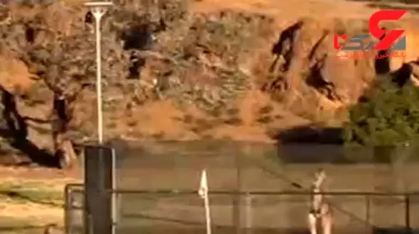 کانگورویی که مسابقه فوتبال را بهم ریخت + فیلم دیدنی