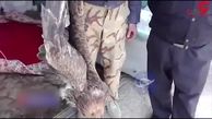 فیلم لحظه نجات پرنده شکاری توسط دوستدار محیط زیست فارس