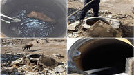 عکس های لحظه به لحطه نجات سگ گرفتار در چاه / در خرمشهر صورت گرفت