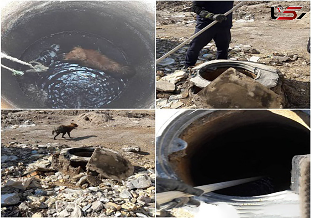 عکس های لحظه به لحطه نجات سگ گرفتار در چاه / در خرمشهر صورت گرفت
