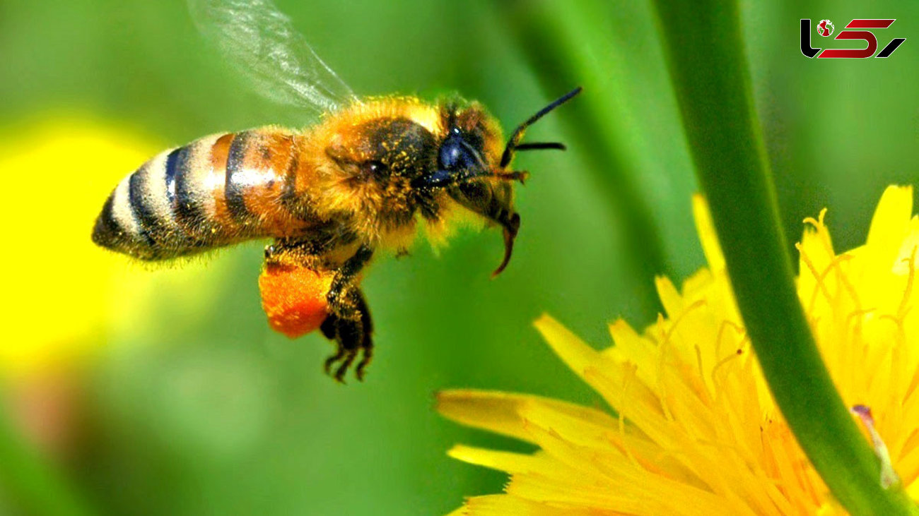 تاثیر تغییرات اقلیمی بر جمعیت زنبورهای عسل