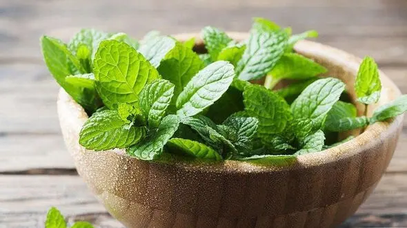 فراتر از زنجبیل! با این 10 ابرغذا، آتش معده را خاموش و هضم را تندتر کنید! 