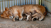  تولد سه توله شیر در باغ وحش بابلسر +عکس