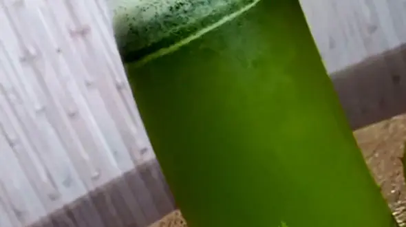 از نوشیدنی موهیتو تا ماهیچه لذیذ