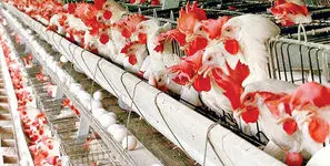 چالش‌های صنعت مرغ و تخم‌مرغ ادامه دارد؛ گرانی ارز قیمت تمام‌شده را چند برابر کرد