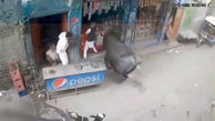 حمله وحشتناک گاو به 2 کودک / آنها را لت و پار کرد + فیلم دلخراش