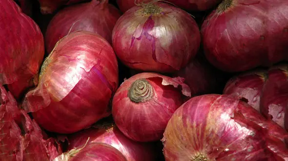 قیمت پیاز به زودی ارزان می شود + جزئیات