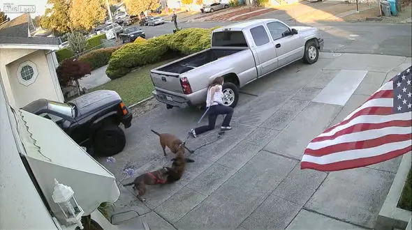 گربه‌ای درحمله دو سگ خانگی کشته شد + فیلم