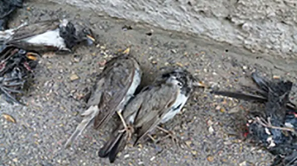 بررسی مرگ گروهی توکا‌های گلوسیاه بجنورد در مشهد