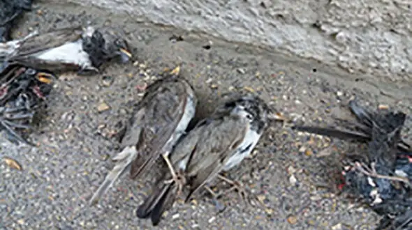 بررسی مرگ گروهی توکا‌های گلوسیاه بجنورد در مشهد