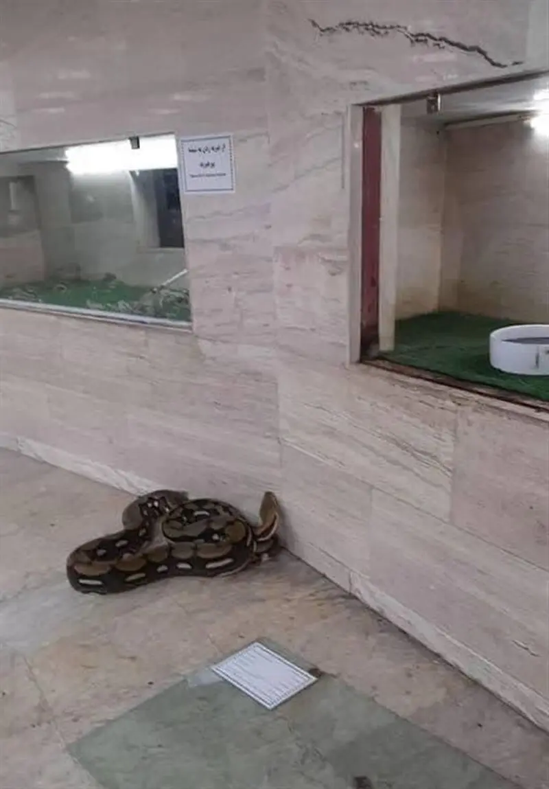 باغ‌وحش صفادشت