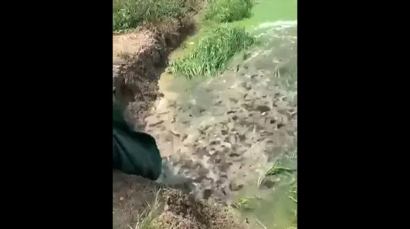 ریختن هزاران ماهی در آب / فیلم