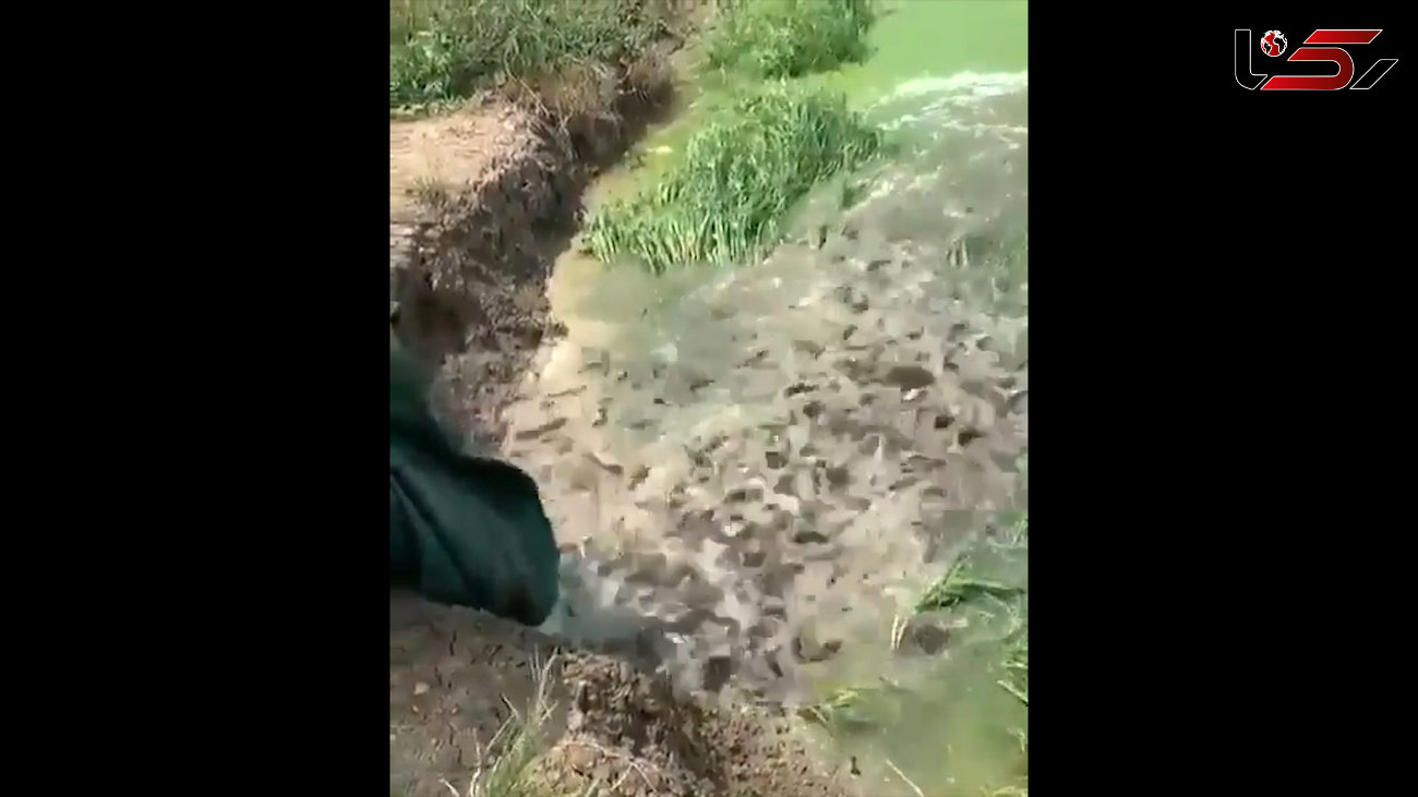 ریختن هزاران ماهی در آب / فیلم
