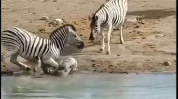 ببینید / تلاش عجیب یک گورخر برای غرق کردن یک کره گورخر در دریاچه