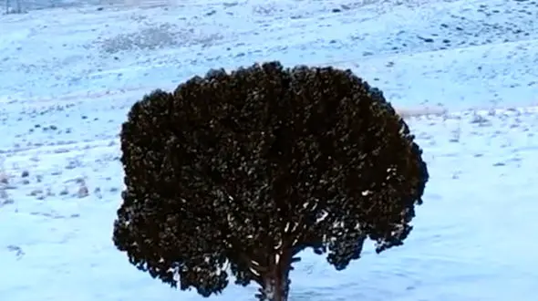 از زیبایی های  پرتقال تا زیباترین و خاص ترین تک درخت