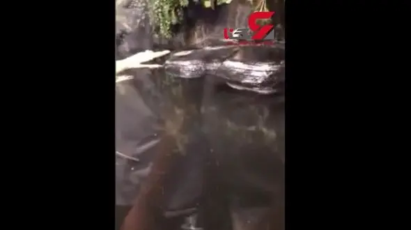 جدال موش برای فرار از دست تمساح گرسنه + فیلم دیدنی