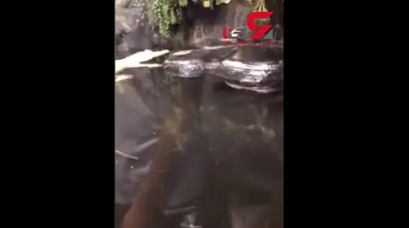 جدال موش برای فرار از دست تمساح گرسنه + فیلم دیدنی