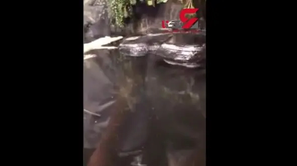 جدال موش برای فرار از دست تمساح گرسنه + فیلم دیدنی