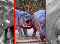 فیلم درگیری خونین اسب های آبی