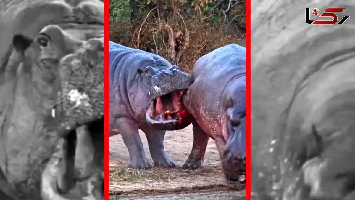 فیلم درگیری خونین اسب های آبی