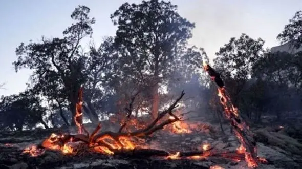 سوختن 9 هزار درخت بلوط در 1400 / بودجه نگهداری از جنگل های زاگرس ، کمتر از یک تیم فوتبال 