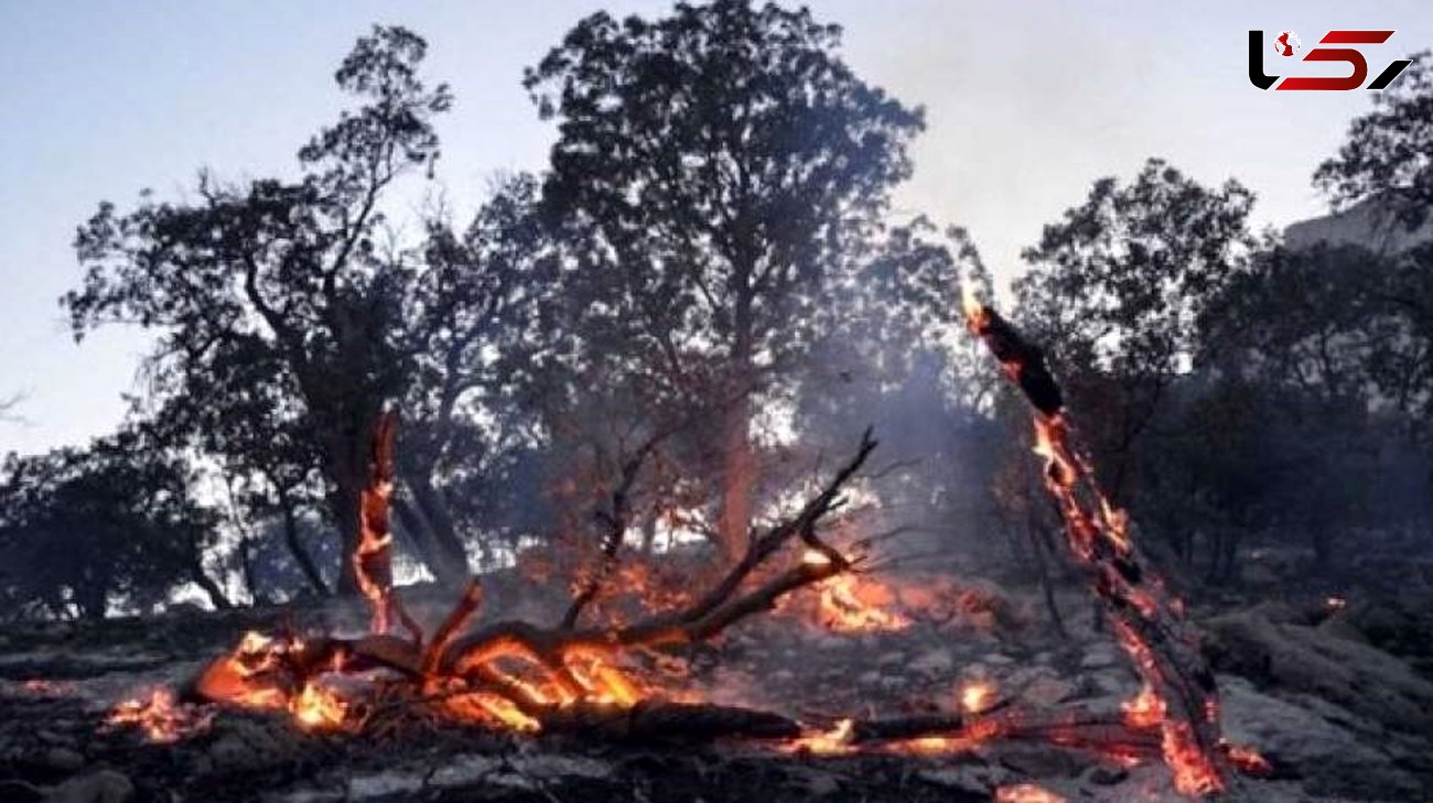 سوختن 9 هزار درخت بلوط در 1400 / بودجه نگهداری از جنگل های زاگرس ، کمتر از یک تیم فوتبال 