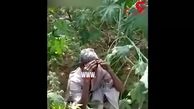 گریه های یک کشاورز پس از حمله ملخ ها به مزرعه اش+ فیلم