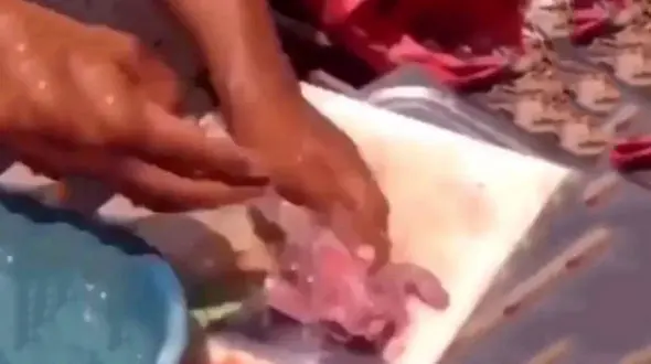 زنده شدن ناگهانی ماهی هنگام طبخ ! + عکس