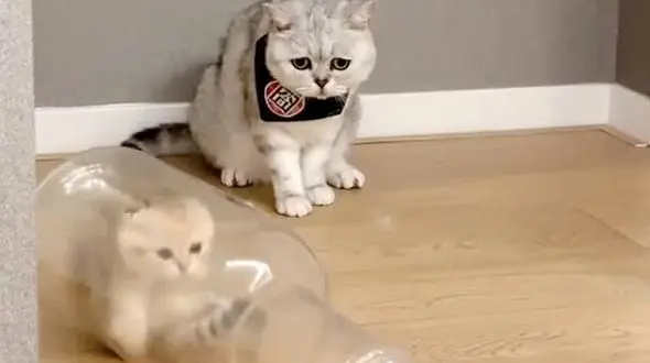 ببینید / انعطاف پذیری ناباورانه گربه + فیلم