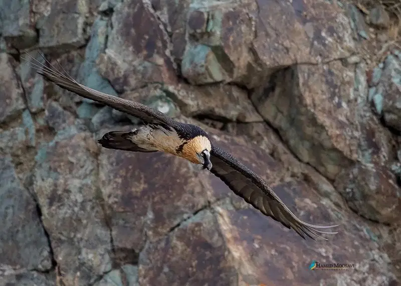 همای سعادت