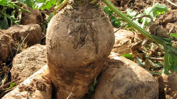 ۶۰درصد مطالبات چغندرکاران پرداخت شد / افزایش۱۲۰درصدی سطح کشت پاییزه