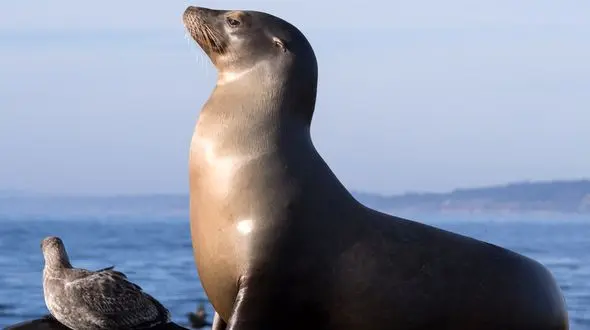 این شیر دریایی عاشق ورزش است + فیلم