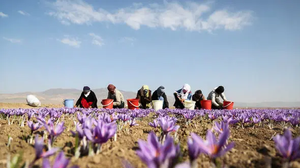 عرضه زعفران در بورس/ قیمت بالا رفت