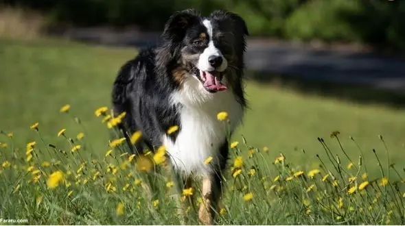 ببینید /  انتقام طبیعت از فرد حیوان آزار + فیلم